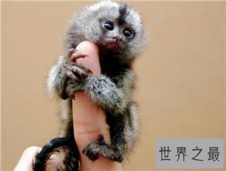 【图】你们知道世界上最小的猴子叫做拇指猴吗