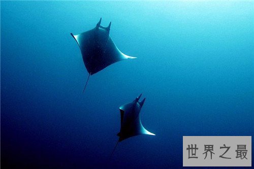 【图】蝙蝠鱼长什么样 蝠喷与蝙蝠鱼的区别