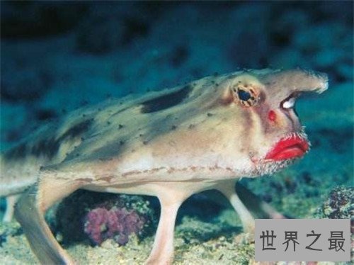 【图】蝙蝠鱼长什么样 蝠喷与蝙蝠鱼的区别