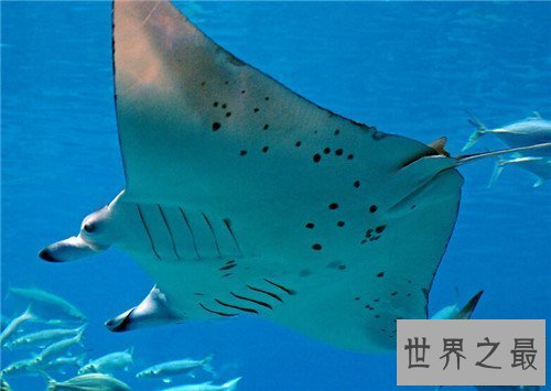 【图】蝙蝠鱼长什么样 蝠喷与蝙蝠鱼的区别