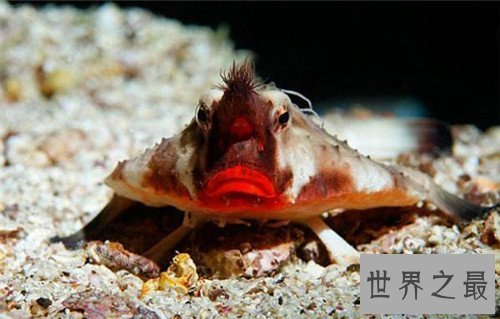 【图】蝙蝠鱼长什么样 蝠喷与蝙蝠鱼的区别