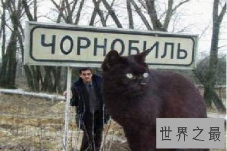 【图】只要在童话世界中才会出现的巨猫在事实生存中