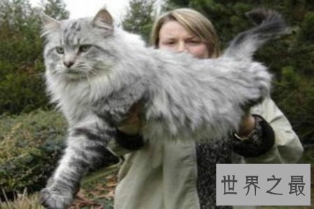 【图】只要在童话世界中才会出现的巨猫在事实生存中