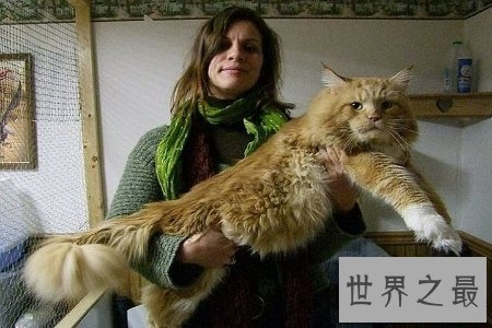 【图】只要在童话世界中才会出现的巨猫在事实生存中