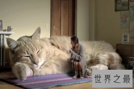 【图】只要在童话世界中才会出现的巨猫在事实生存中