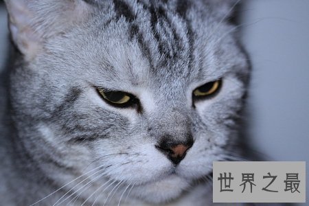 【图】只要在童话世界中才会出现的巨猫在事实生存中