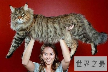 【图】只要在童话世界中才会出现的巨猫在事实生存中