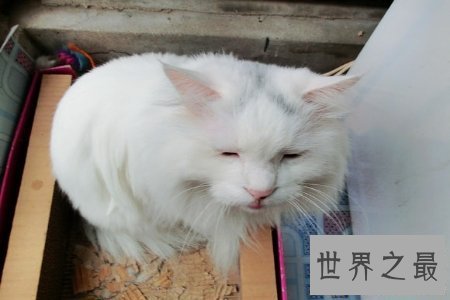 【图】只要在童话世界中才会出现的巨猫在事实生存中