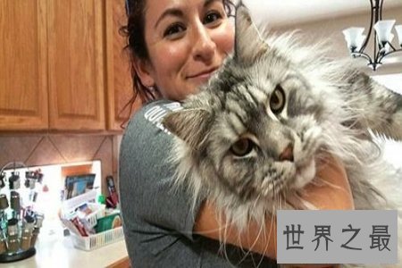 【图】只要在童话世界中才会出现的巨猫在事实生存中