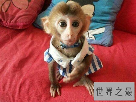 【图】你青睐什么样子的宠物猴呢 咱们一同来探讨一下