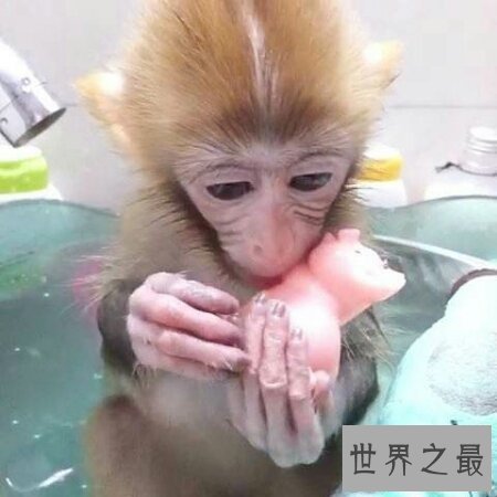 【图】你青睐什么样子的宠物猴呢 咱们一同来探讨一下