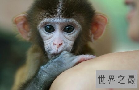 【图】你青睐什么样子的宠物猴呢 咱们一同来探讨一下