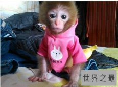 【图】你喜欢什么样子的宠物猴呢 我们一起来讨论一下