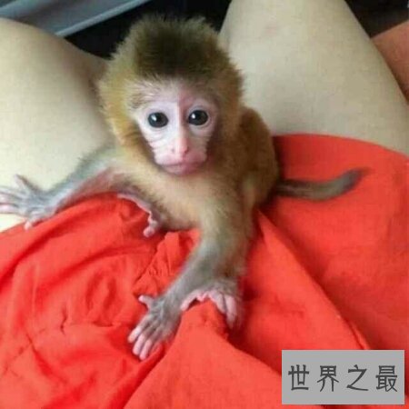 【图】你青睐什么样子的宠物猴呢 咱们一同来探讨一下