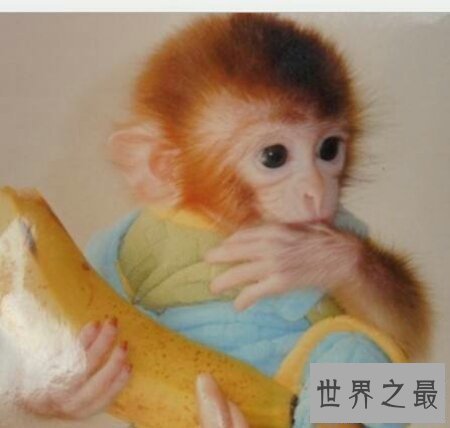 【图】你青睐什么样子的宠物猴呢 咱们一同来探讨一下