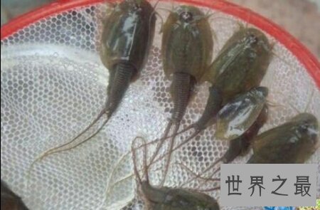 【图】有哪些冷门的民俗话比如四大绿指的是什么