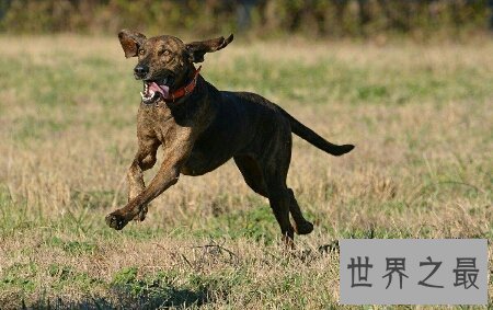 【图】你所知道的猎犬有多少 跟着我一同来给猎犬排名