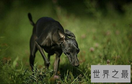 【图】你所知道的猎犬有多少 跟着我一同来给猎犬排名