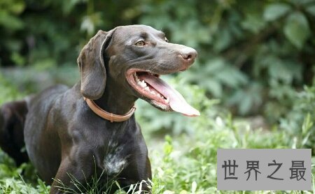 【图】你所知道的猎犬有多少 跟着我一同来给猎犬排名