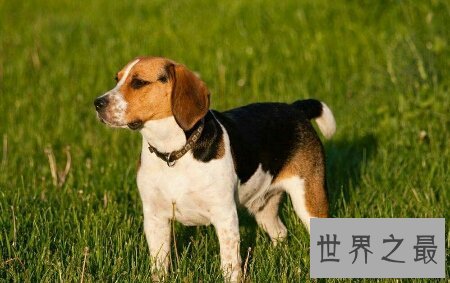 【图】你所知道的猎犬有多少 跟着我一同来给猎犬排名