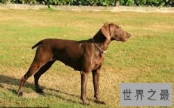 【图】你所知道的猎犬有多少 跟着我一起来给猎犬排名