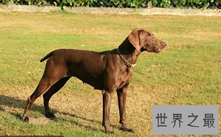【图】你所知道的猎犬有多少 跟着我一同来给猎犬排名