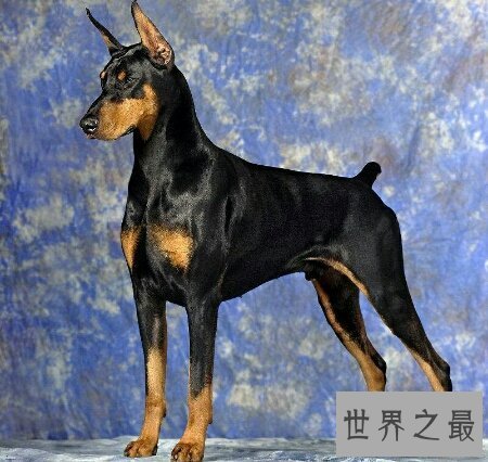 【图】你所知道的猎犬有多少 跟着我一同来给猎犬排名