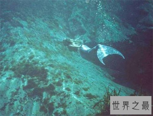 【图】世界上有美人鱼吗 关于美人鱼的切实报道旧事