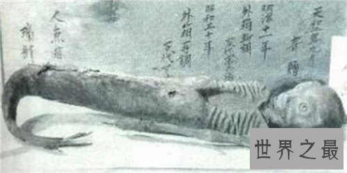 【图】世界上有美人鱼吗 关于美人鱼的切实报道旧事