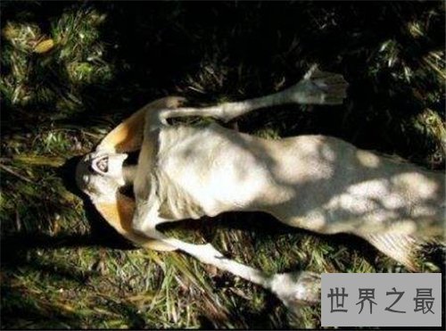 【图】世界上真的有美人鱼吗 关于美人鱼的具体记录