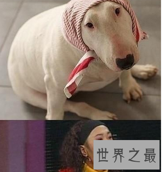 【图】孙红雷与牛头梗之后 林永健狗出现于江湖之中