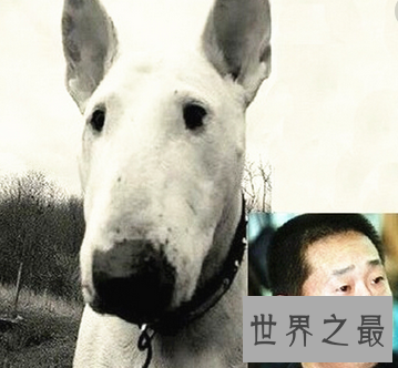 【图】孙红雷与牛头梗之后 林永健狗出现于江湖之中