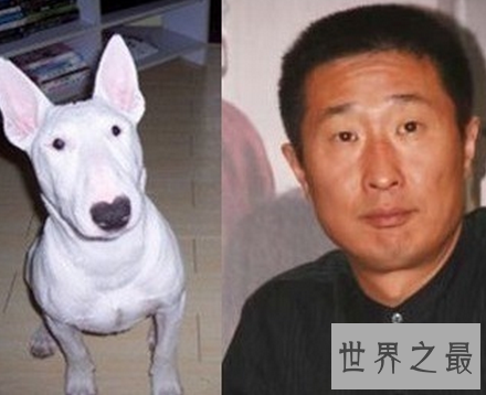 【图】孙红雷与牛头梗之后 林永健狗出现于江湖之中