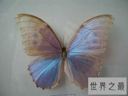 【图】全世界上最美丽最漂亮的一种蝴蝶 光明女神蝶