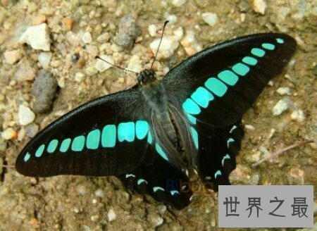 【图】全世界上最美丽最漂亮的一种蝴蝶 光明女神蝶