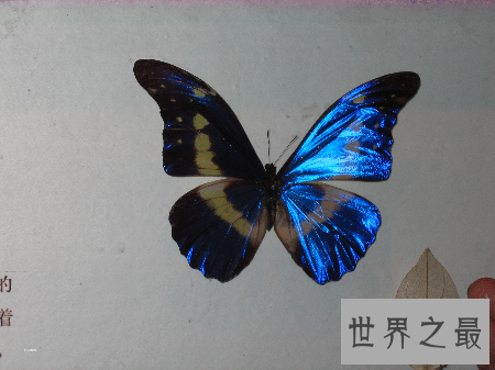 【图】全世界上最美丽最漂亮的一种蝴蝶 光明女神蝶