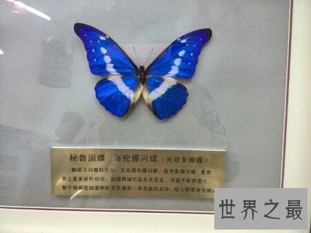 【图】全世界上最美丽最漂亮的一种蝴蝶 光明女神蝶
