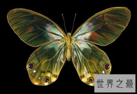 【图】全世界上最美丽最漂亮的一种蝴蝶 光明女神蝶