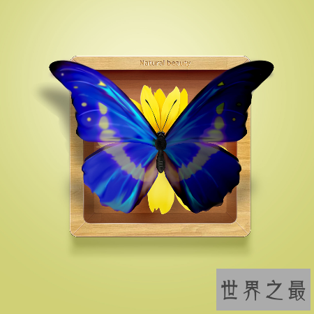 【图】全世界上最美丽最漂亮的一种蝴蝶 光明女神蝶