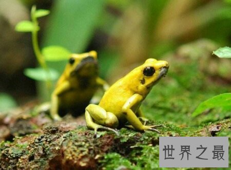 【图】对于全世界最漂亮的黄金箭毒蛙你知道多少