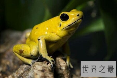 【图】对于全世界最漂亮的黄金箭毒蛙你知道多少