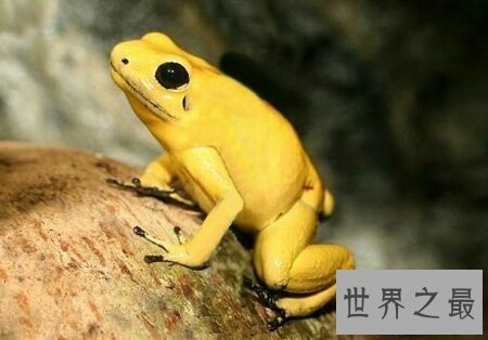 【图】对于全世界最漂亮的黄金箭毒蛙你知道多少