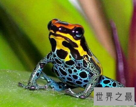 【图】对于全世界最漂亮的黄金箭毒蛙你知道多少