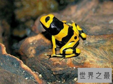 【图】对于全世界最漂亮的黄金箭毒蛙你知道多少