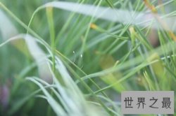 【图】花之品味  被尊称为佛家花的花优昙婆罗花