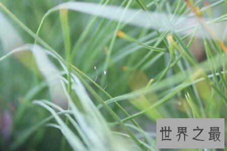 【图】花之品味  被尊称为佛家花的花优昙婆罗花