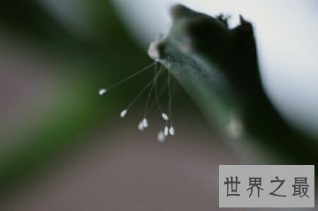 【图】花之品味  被尊称为佛家花的花优昙婆罗花