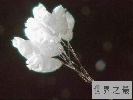 【图】花之品味  被尊称为佛家花的花优昙婆罗花