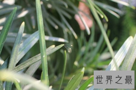 【图】花之品味  被尊称为佛家花的花优昙婆罗花