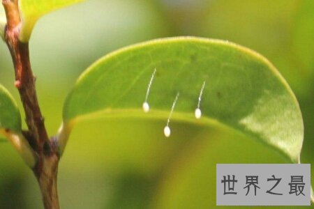 【图】花之品味  被尊称为佛家花的花优昙婆罗花